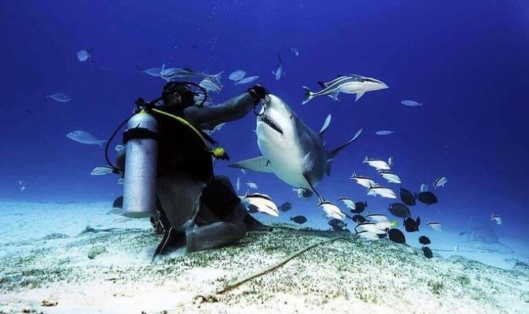 Bahamalar'a dalgıçlar köpek balıklarını görmek için gidiyor.